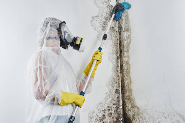 Certified Mold Removal in Nyack, NY