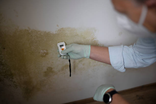 Best Professional Mold Removal  in Ack, NY