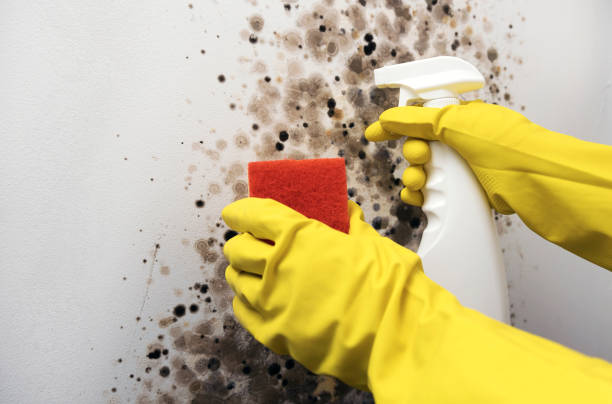 Best Black Mold Removal  in Ack, NY