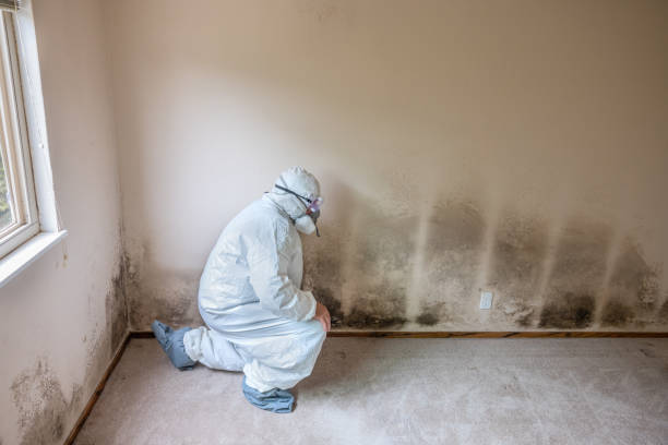 Best Certified Mold Removal  in Ack, NY