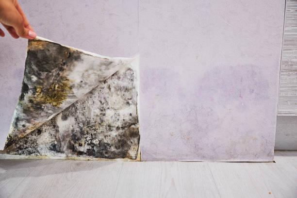 Best Black Mold Removal  in Ack, NY